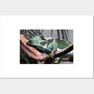 Fijian Crested Iguana Posters and Art